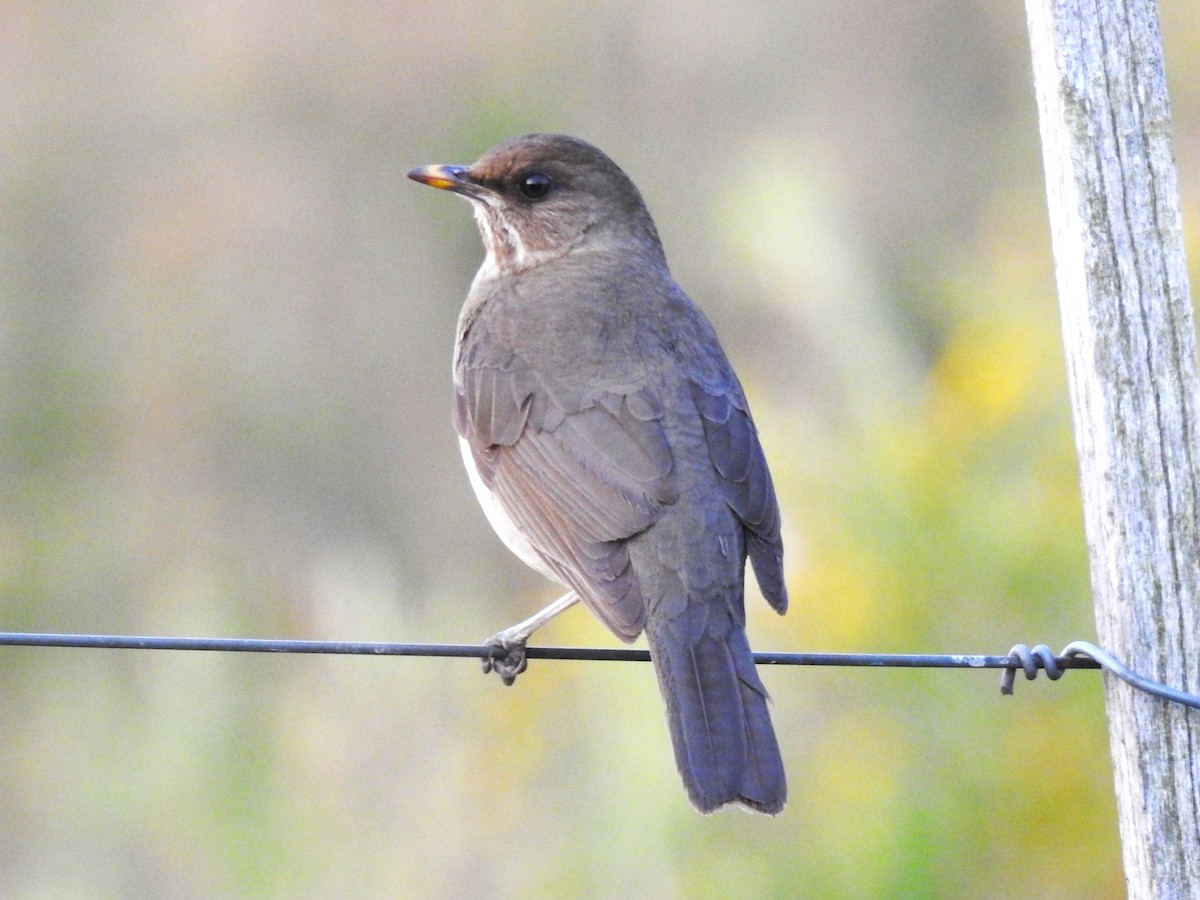 Creamy-bellied Thrush - Ricardo Centurión