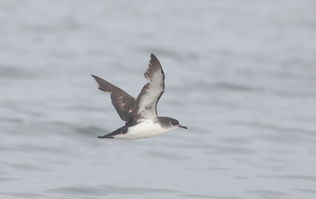 Manx Shearwater - Jeremiah Trimble