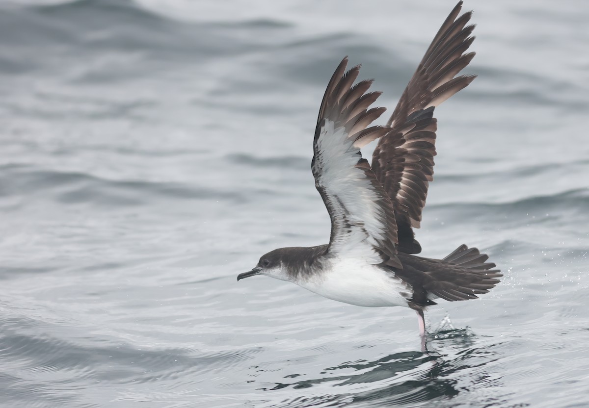 Manx Shearwater - Jeremiah Trimble