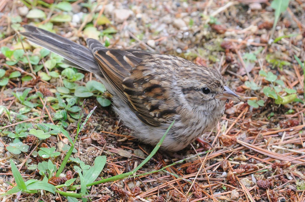 Chipping Sparrow - ML479737591