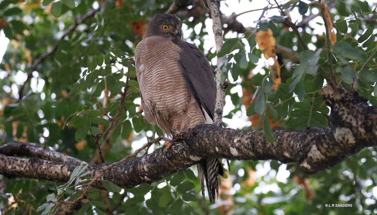 Brown Goshawk - ML479737681