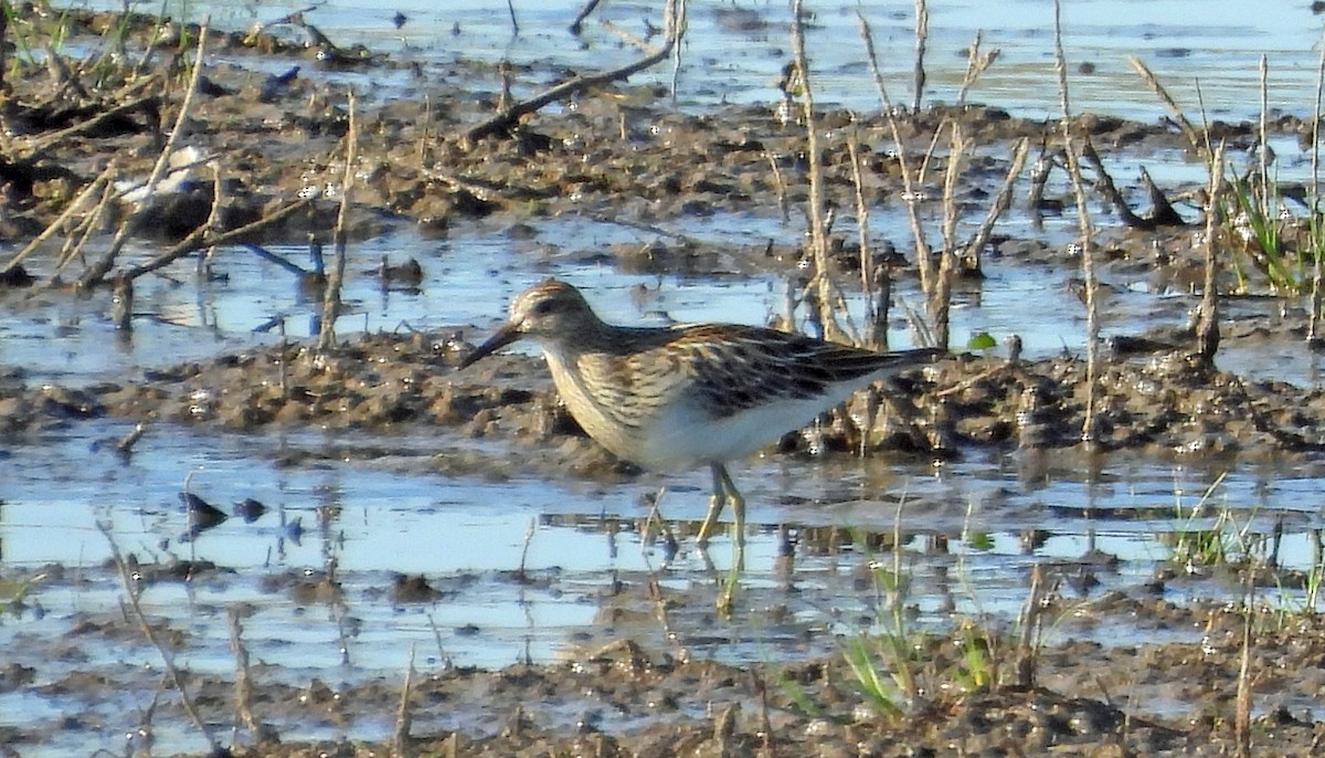 Bécasseau à poitrine cendrée - ML479738221