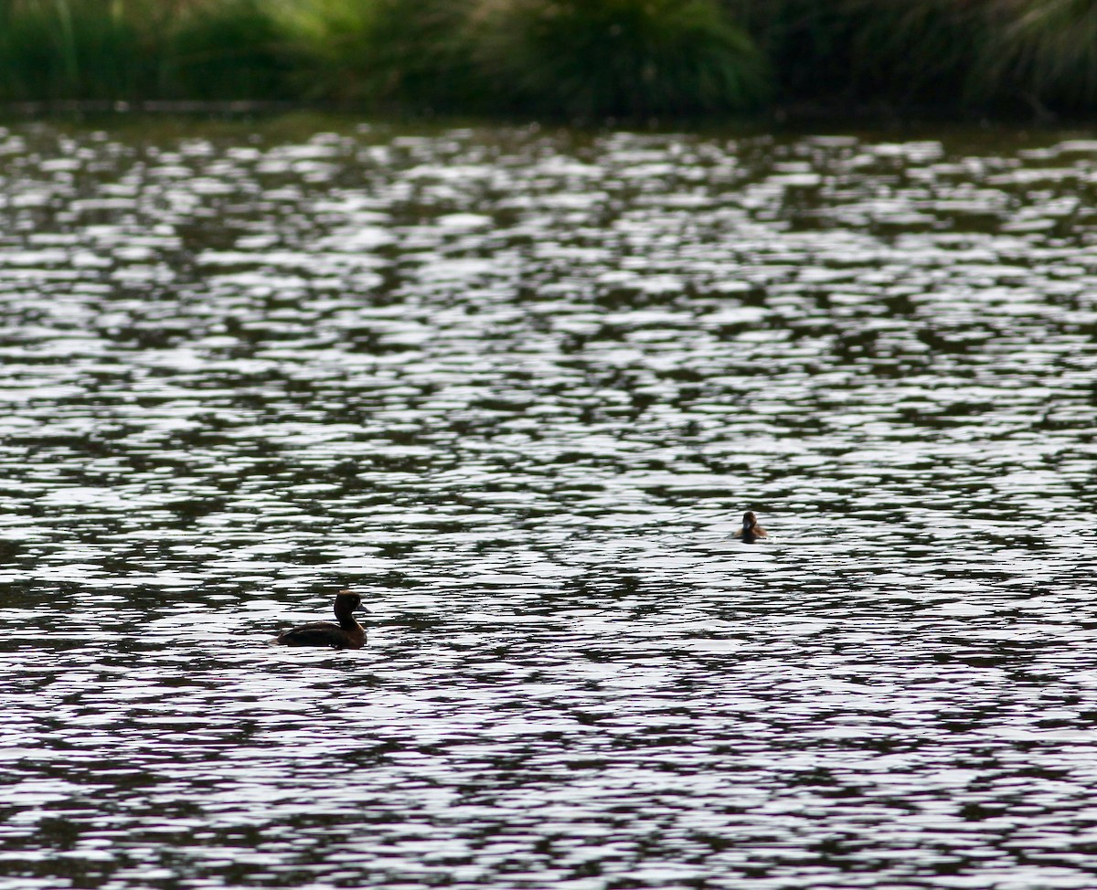 Tufted Duck - ML479738231