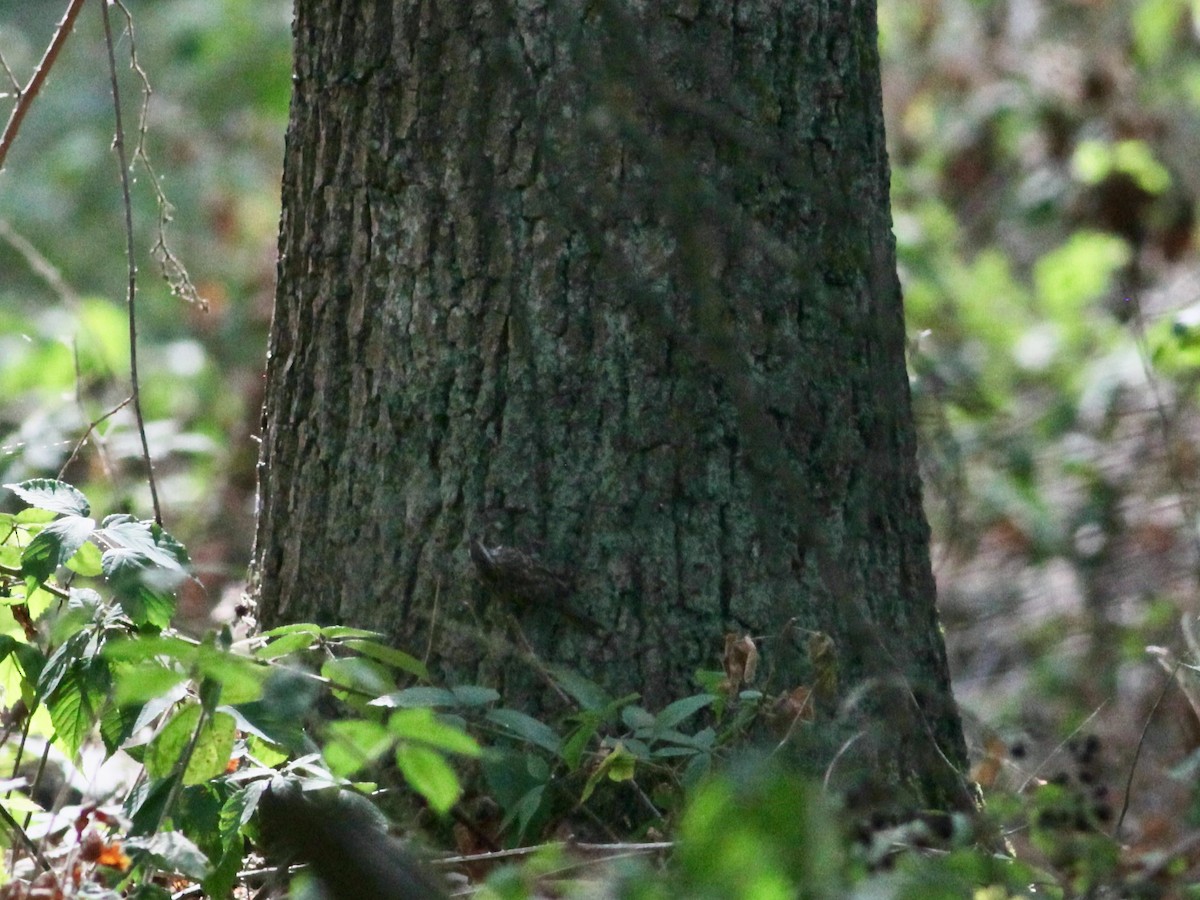 Short-toed Treecreeper - ML479738301