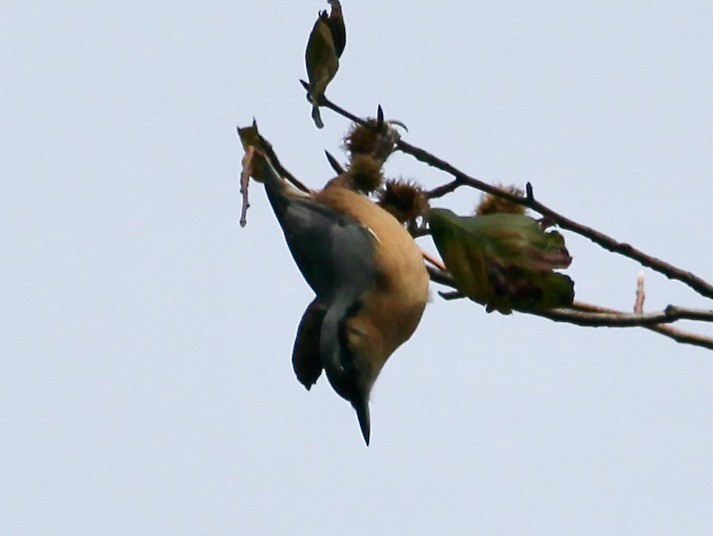 Eurasian Nuthatch - ML479738331