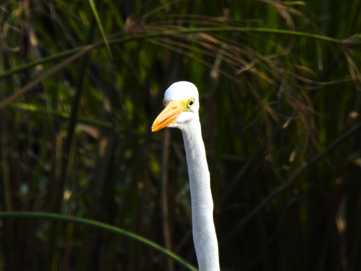 Great Egret - ML479738671