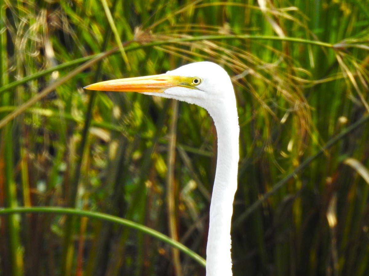 Great Egret - ML479738681