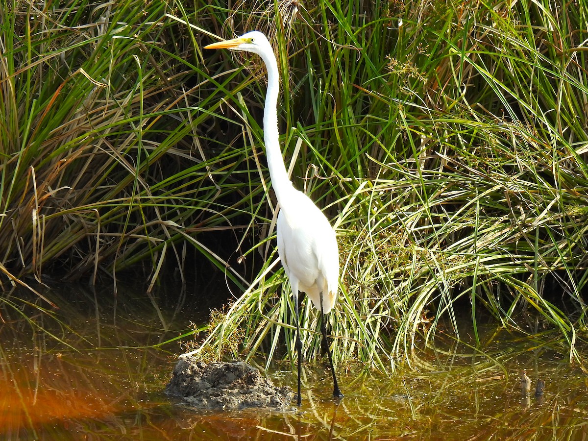 Great Egret - ML479738691