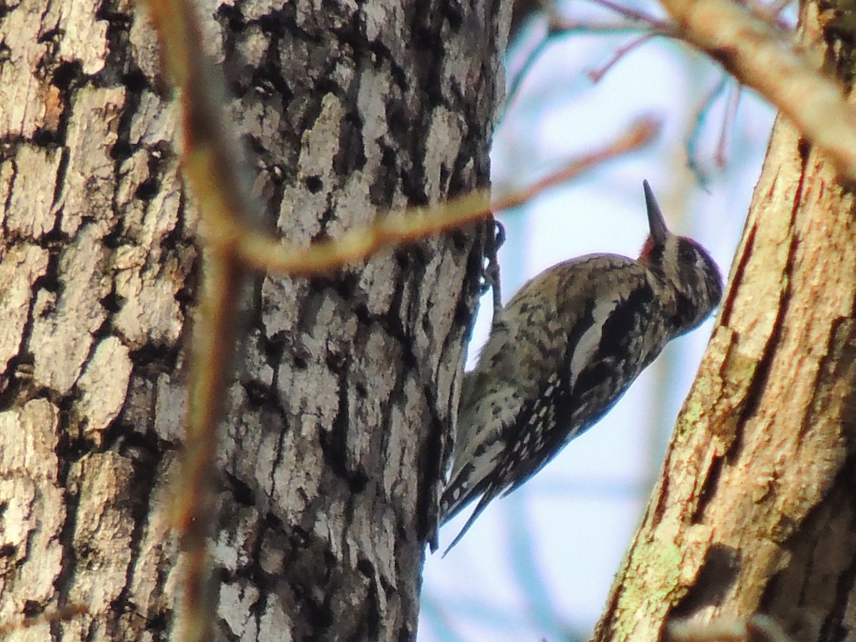 Yellow-bellied Sapsucker - ML47973881