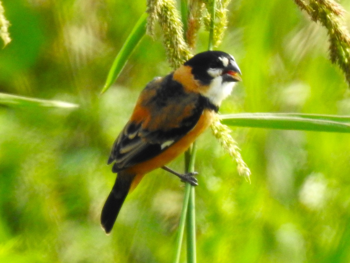 Rusty-collared Seedeater - ML479738811