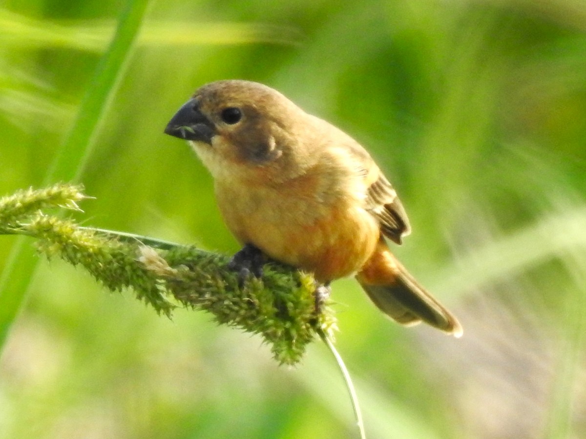 Rusty-collared Seedeater - ML479738841