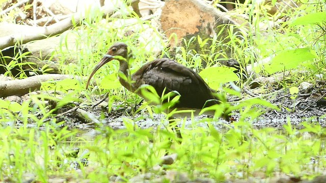 White Ibis - ML479740151