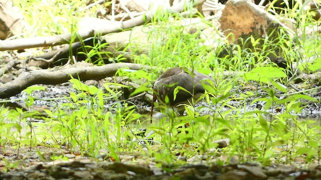 ibis bílý - ML479740251