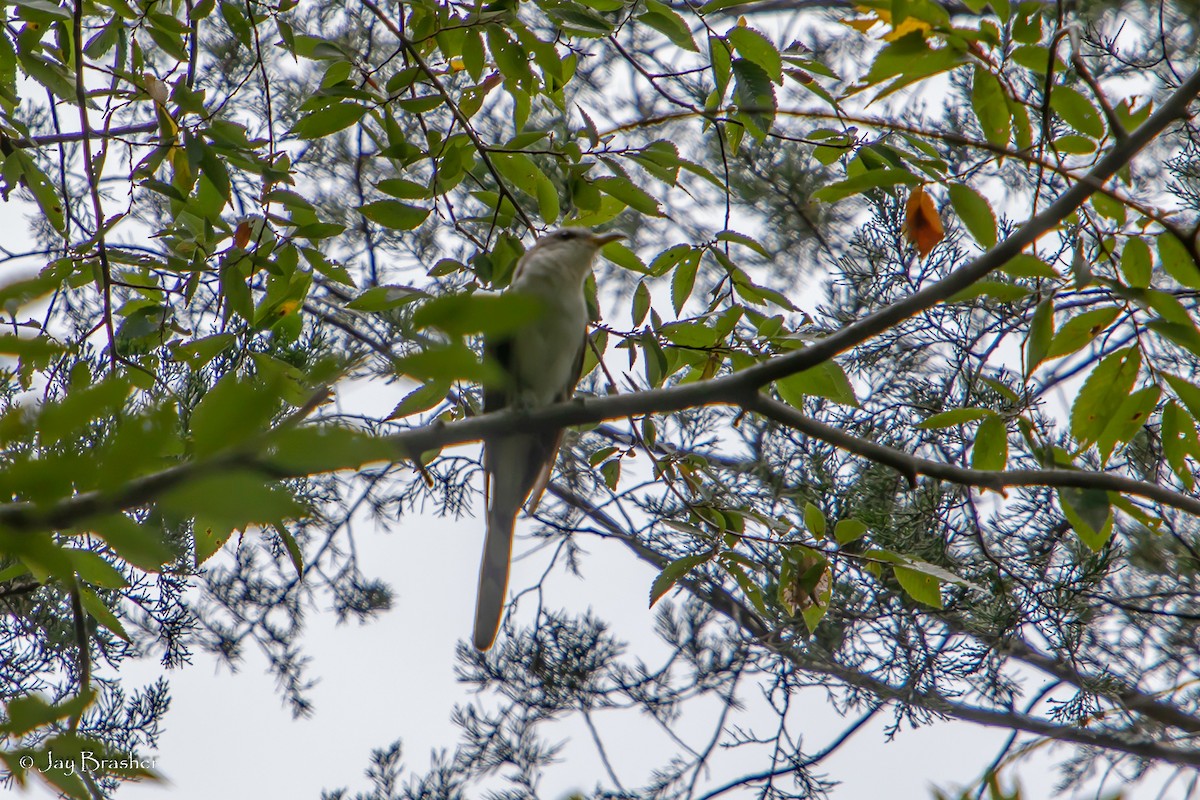 Yellow-billed Cuckoo - ML479740411