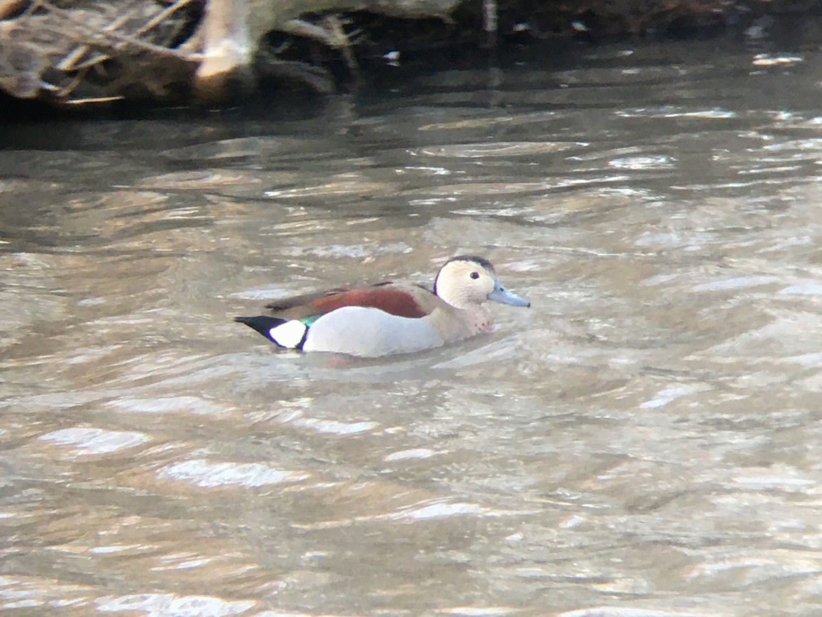 Ringed Teal - ML479740471