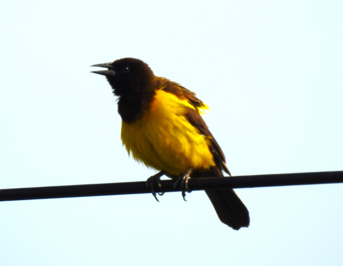 Yellow-rumped Marshbird - Ricardo Centurión