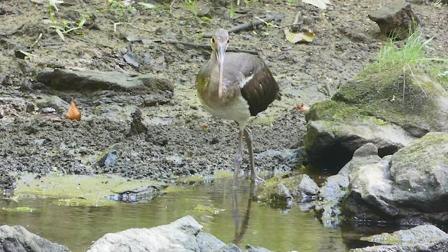 Ibis blanc - ML479741701