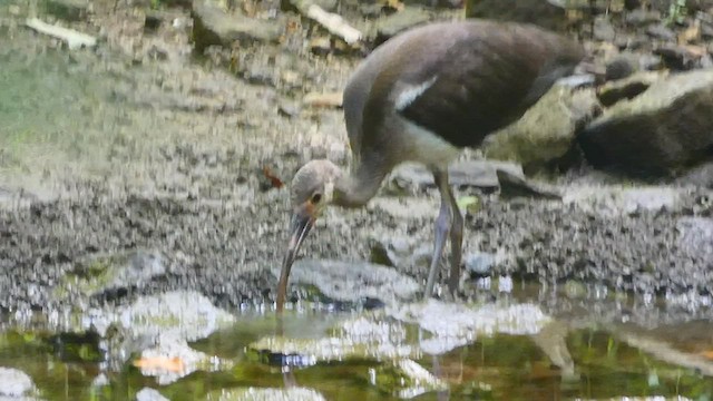 ibis bílý - ML479741741