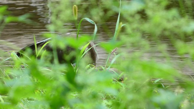 White Ibis - ML479741791