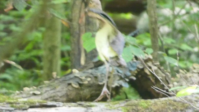 White Ibis - ML479741841