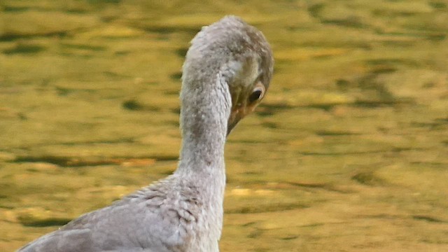 White Ibis - ML479741891