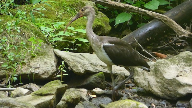 ibis bílý - ML479741931