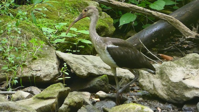 Ibis Blanco - ML479741931