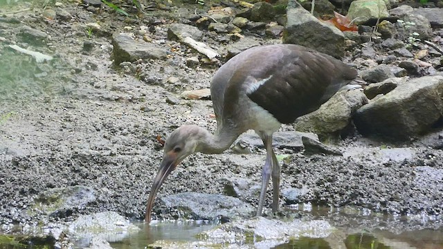 ibis bílý - ML479741971