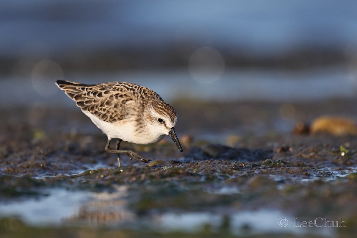 Semipalmated Sandpiper - ML479742421