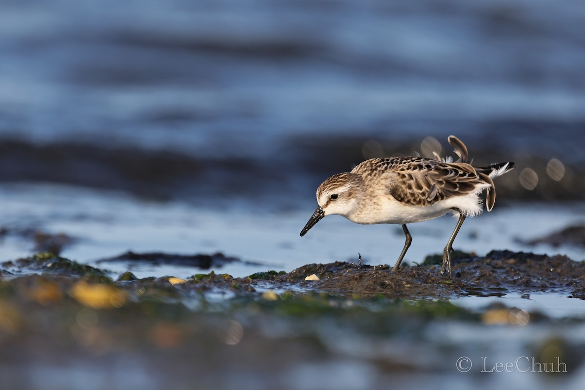 Semipalmated Sandpiper - ML479742441