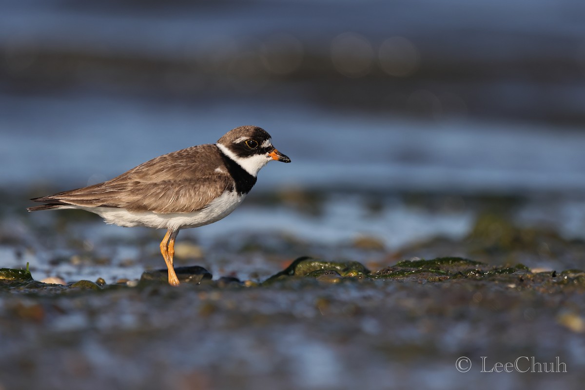 Semipalmated Plover - ML479742471