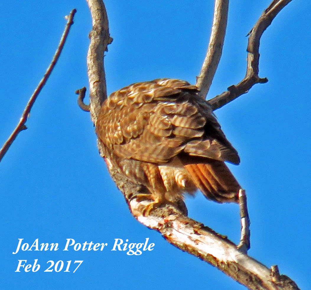 Red-tailed Hawk (calurus/alascensis) - ML47974251