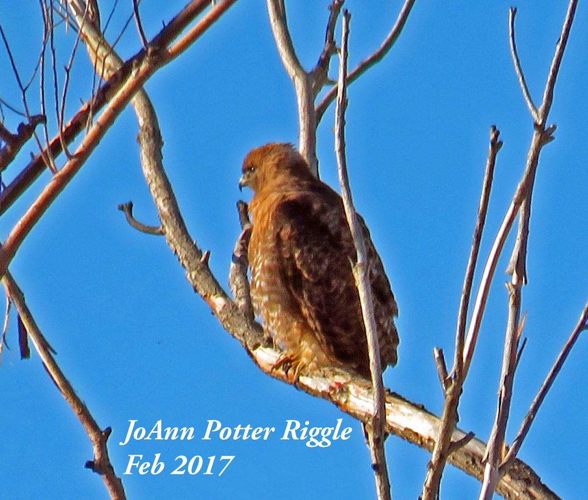 Red-tailed Hawk (calurus/alascensis) - ML47974271
