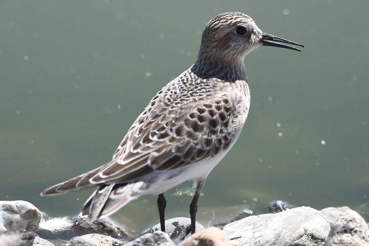 Baird's Sandpiper - Bart Wickel