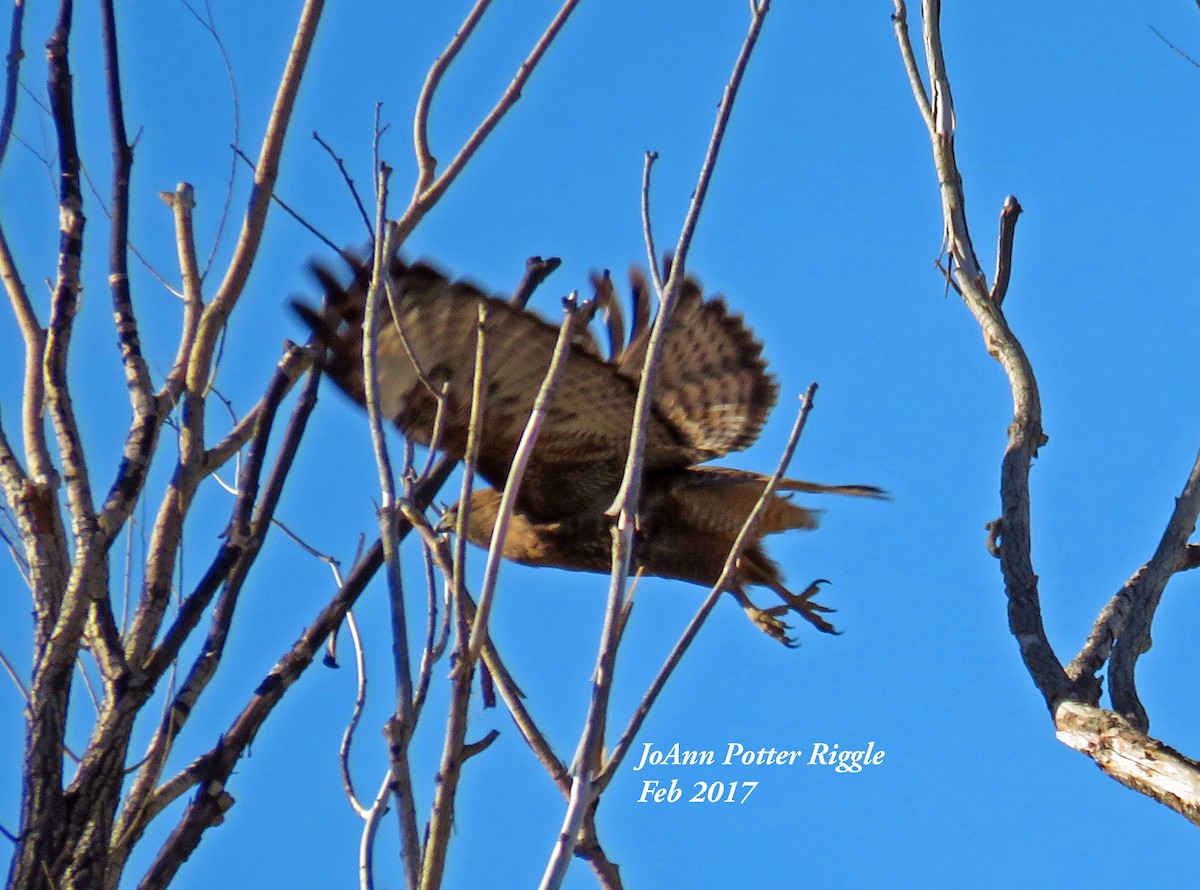 Red-tailed Hawk (calurus/alascensis) - ML47974311