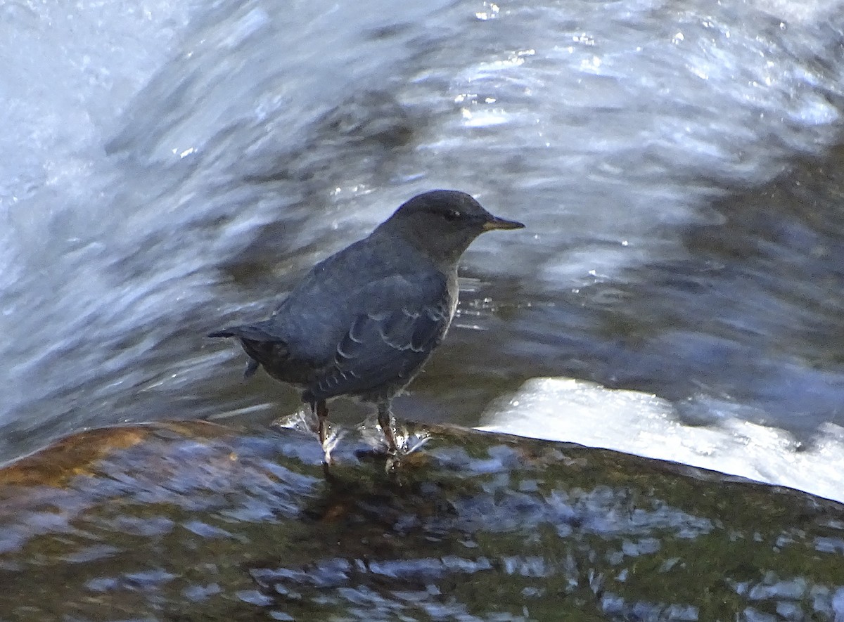 American Dipper - ML479744381