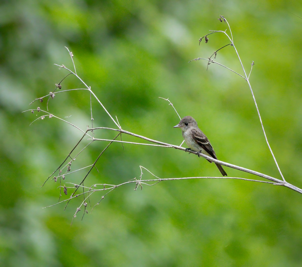 Empidonax sp. - Frank Farese