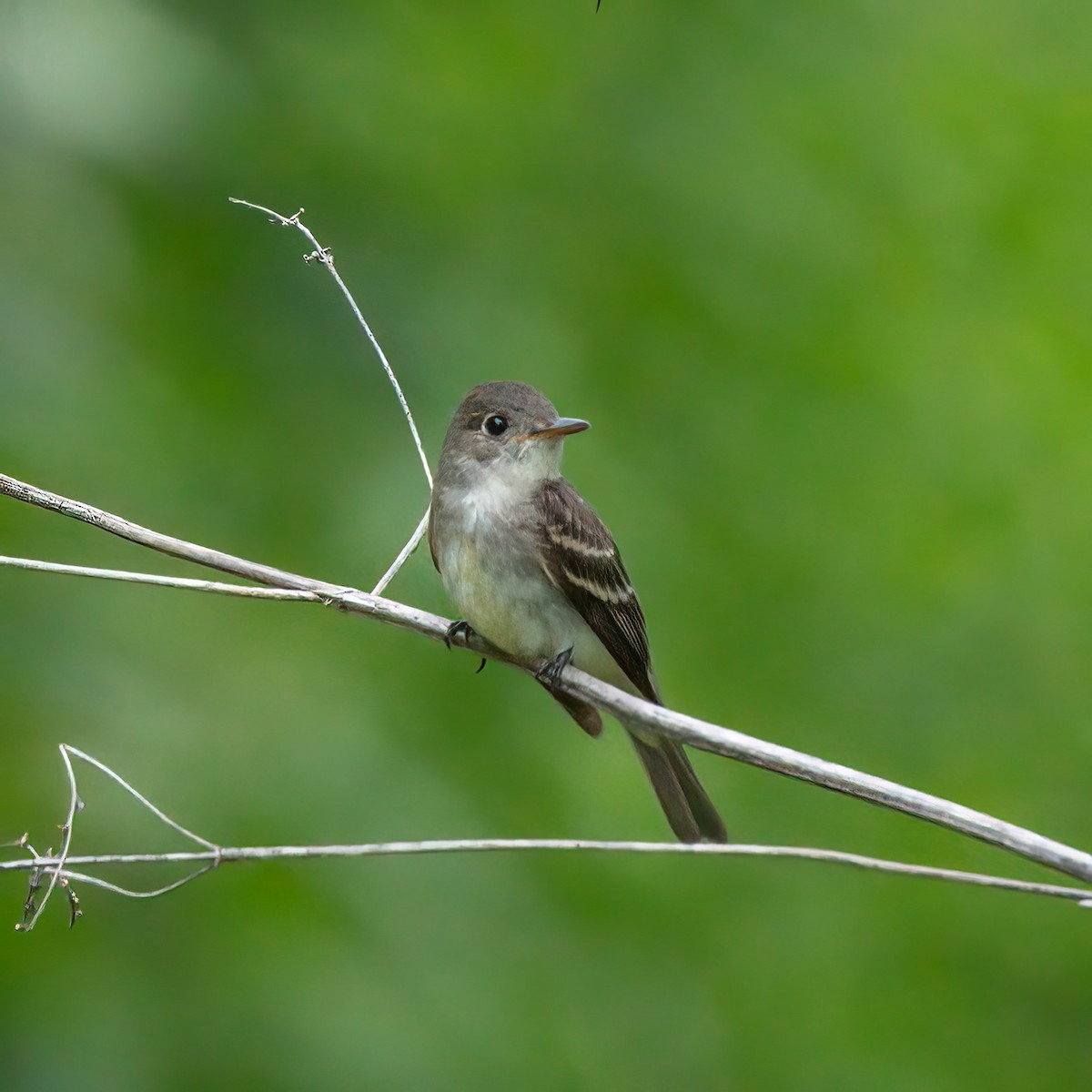 Eastern Wood-Pewee - Frank Farese