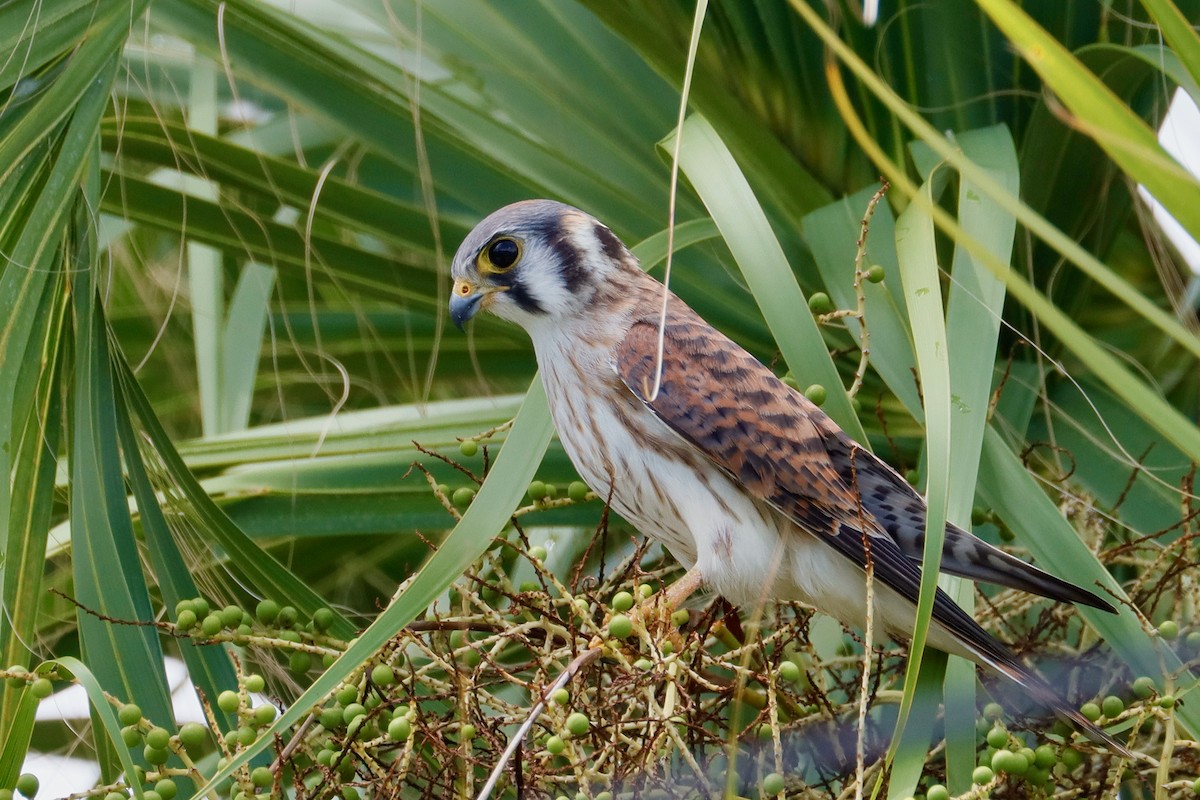 American Kestrel - Paul Petrus