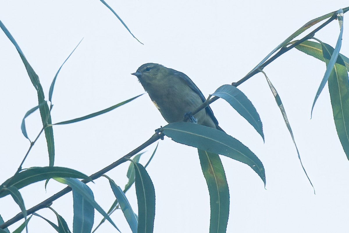 Tennessee Warbler - ML479744781