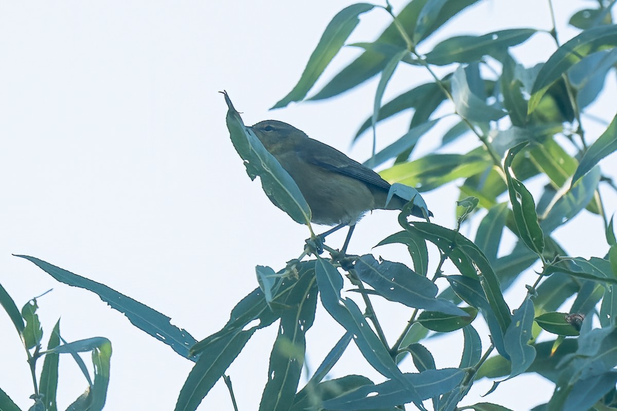 Tennessee Warbler - ML479744791