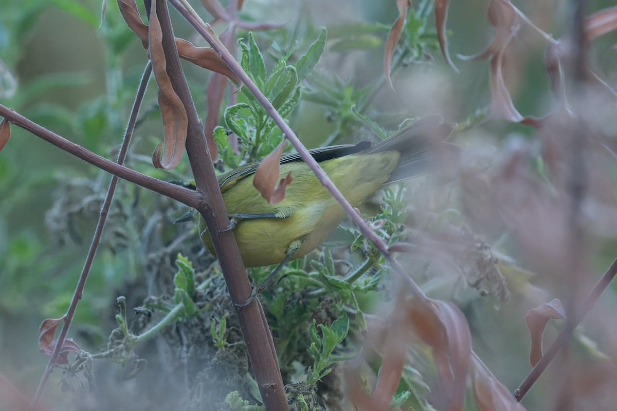 Tennessee Warbler - ML479744811