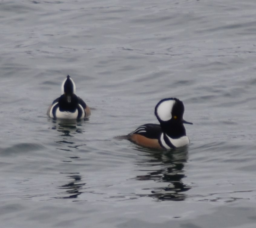 Hooded Merganser - ML47974621
