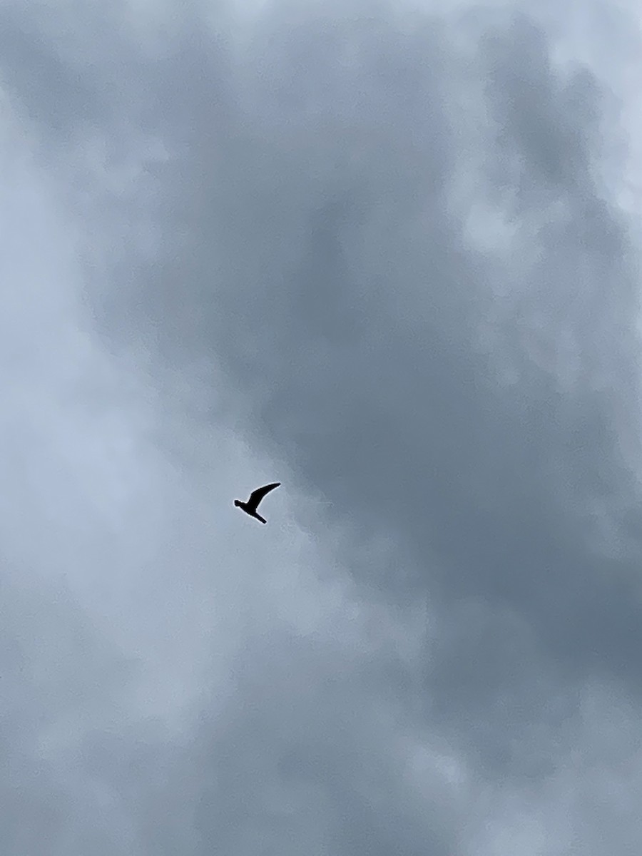 Common Nighthawk - Sylvie Robert