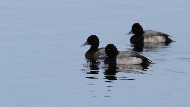 Lesser Scaup - ML479747