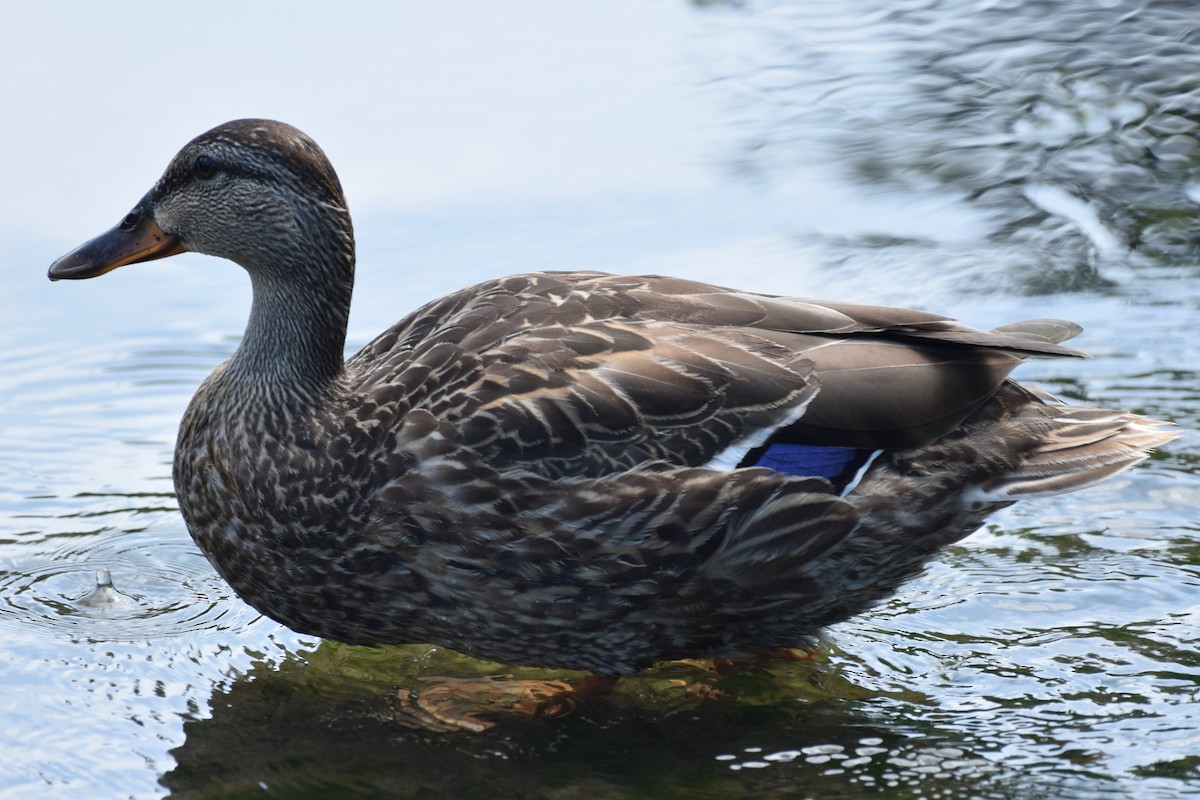 Mallard - Joseph Sefter