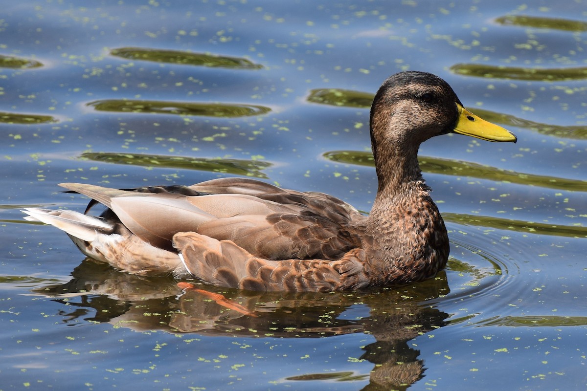 Mallard - Joseph Sefter