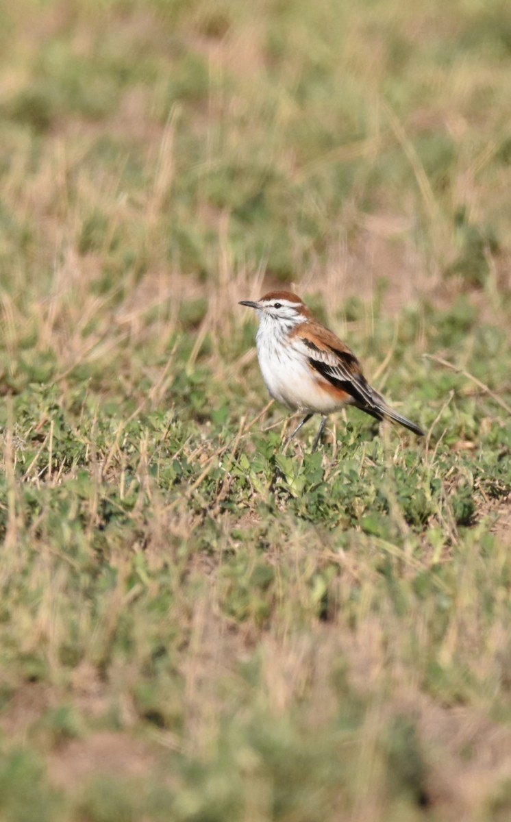 Rusty-backed Monjita - Lucas Naccaratti