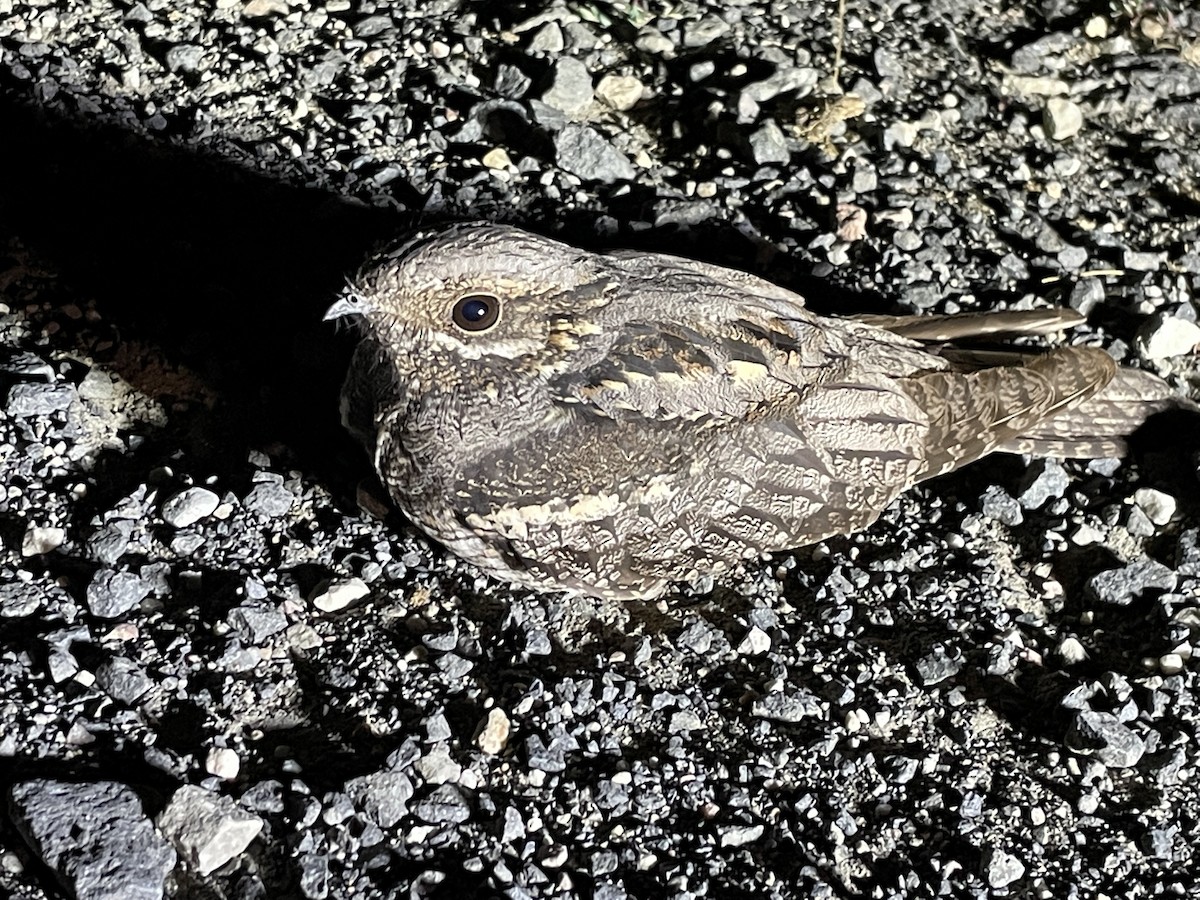 Eurasian Nightjar - ML479749861