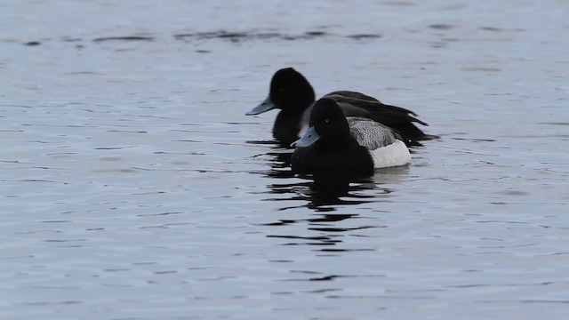 Lesser Scaup - ML479750